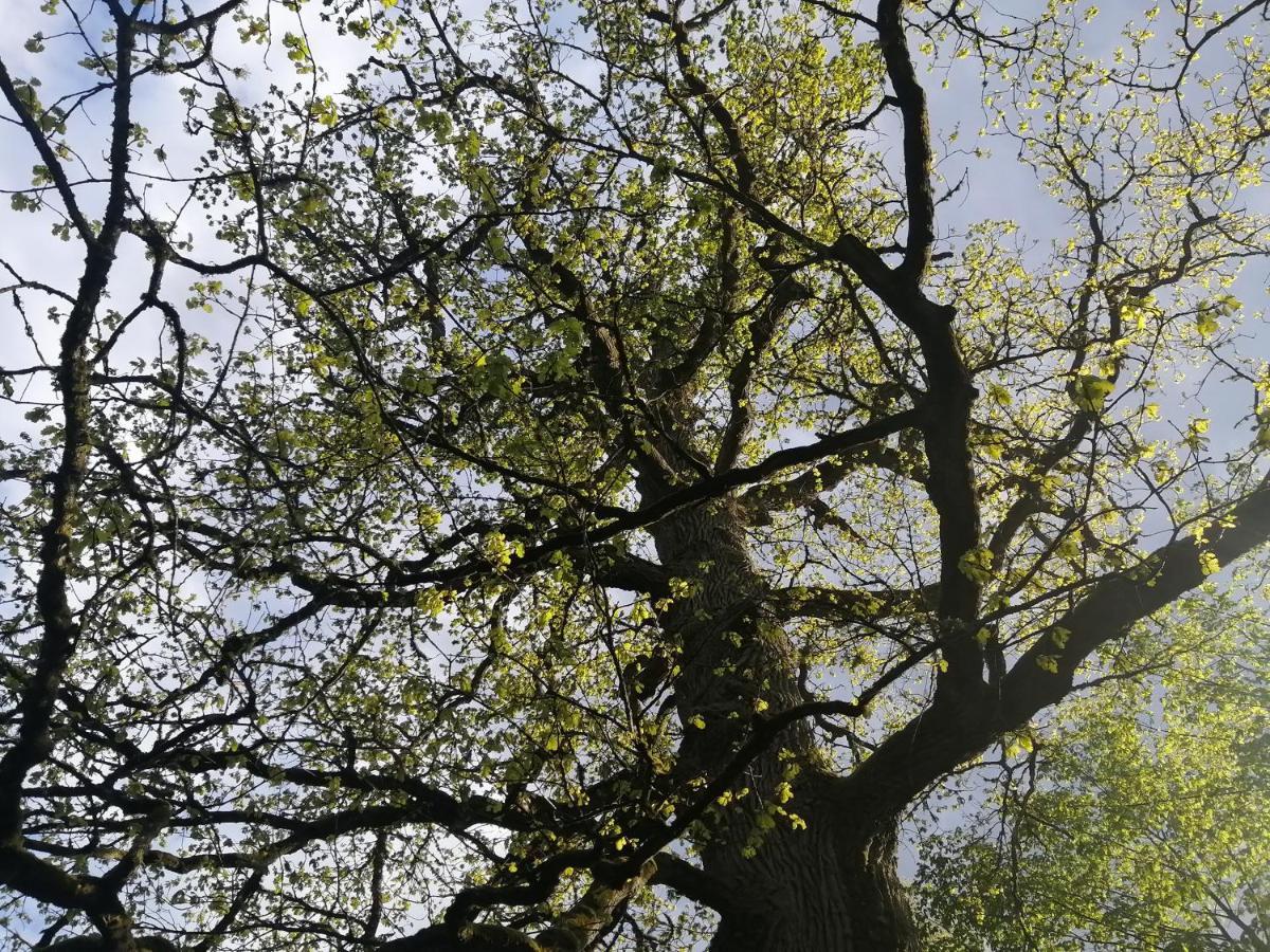 Ostoja Daire Białowieża Dış mekan fotoğraf